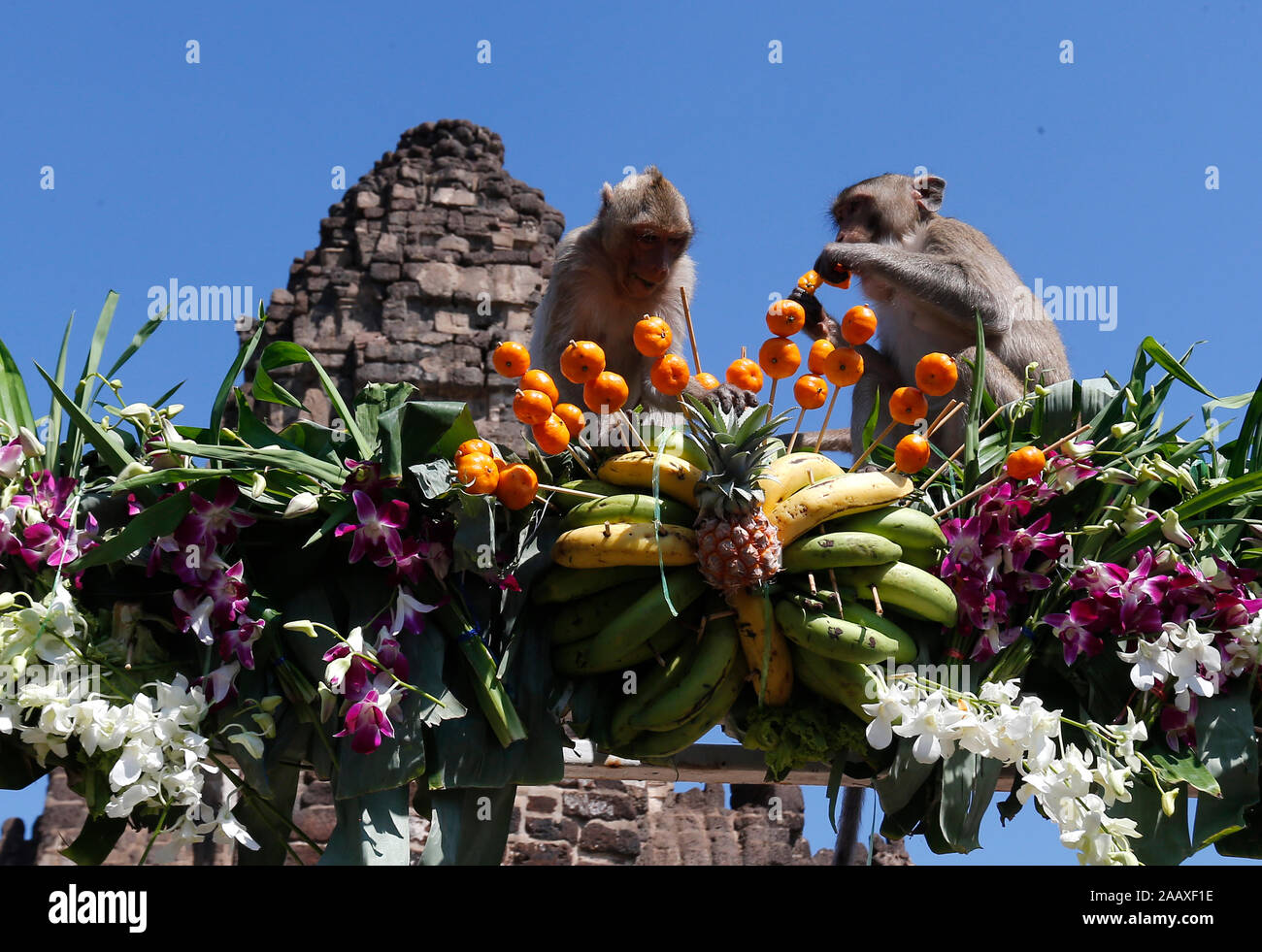 Monkeys eat fruits and vegetables during the 31st annual Monkey Buffet