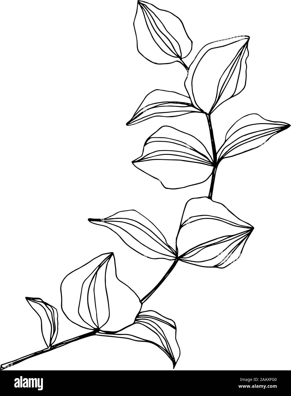 Vector Eucalyptus tree leaves. Black and white engraved ink art ...