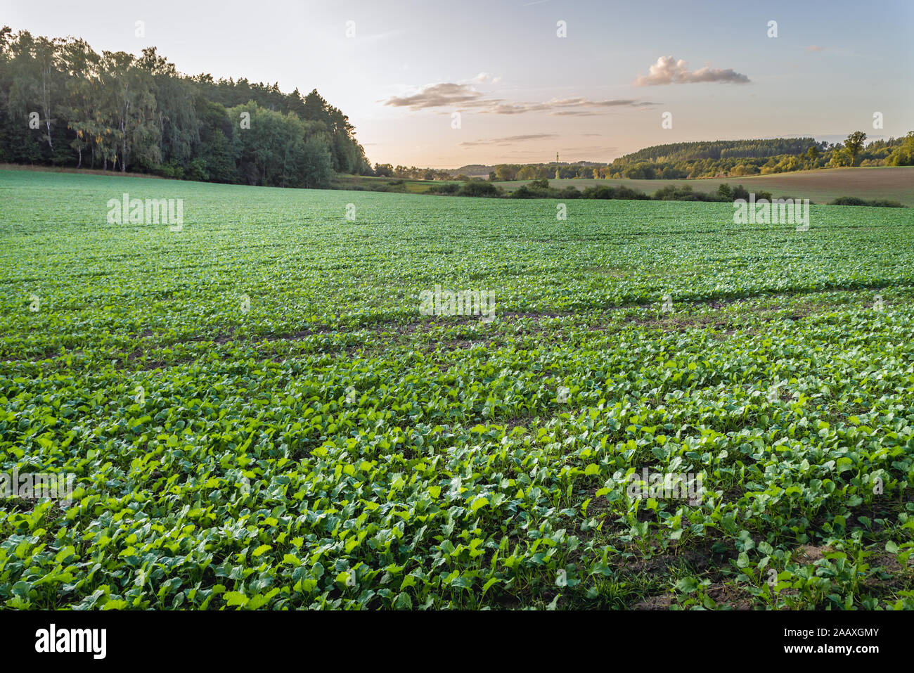 Aftercrop field in Nowe Miasto County in Warmian-Masurian Voivodeship, northern Poland Stock Photo