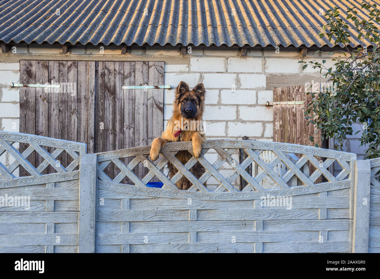 dog fence area