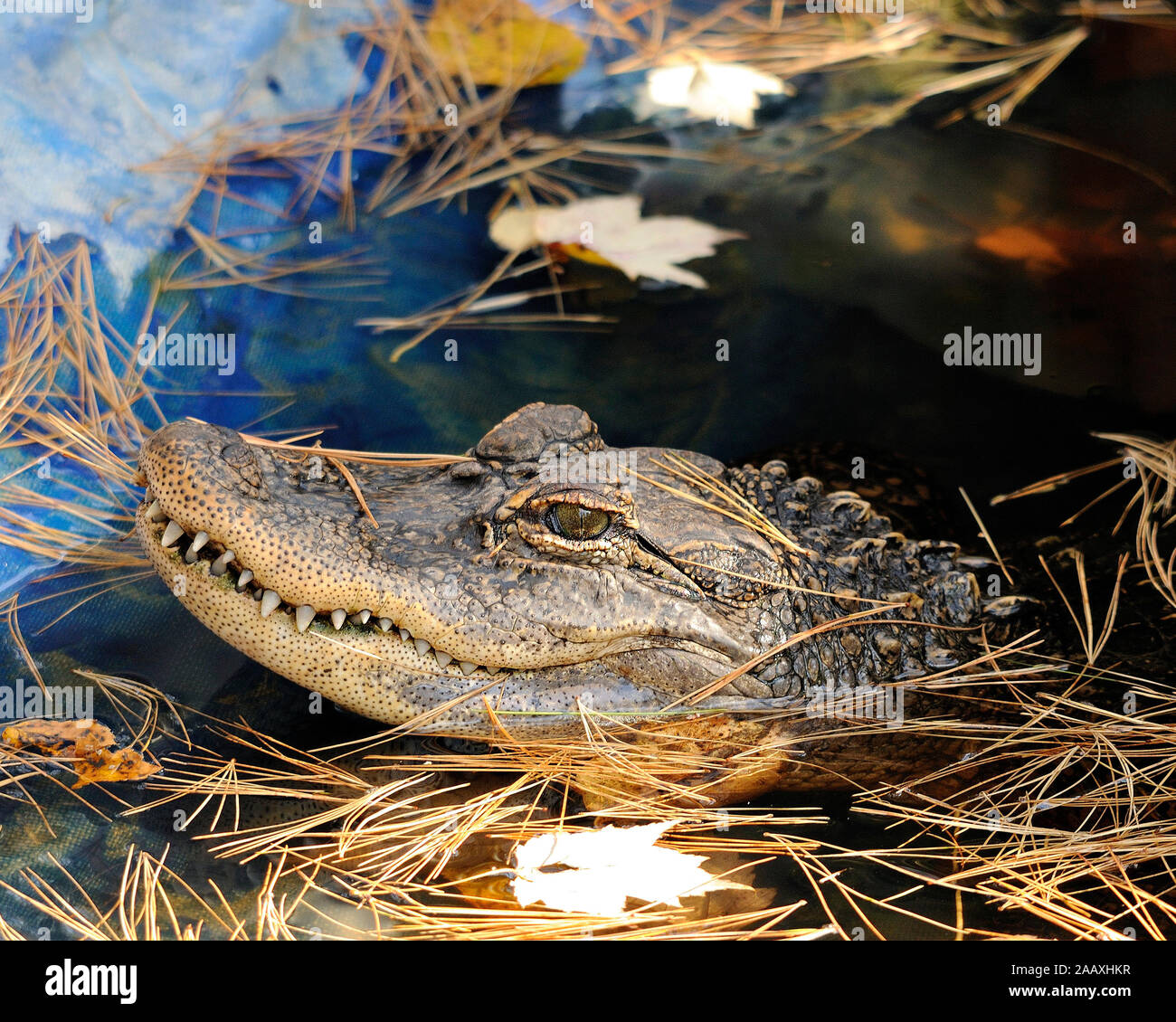 Alligator head close-up profile view in the water basking in sunlight showing its head, eye, teeth in its environment and surrounding. Stock Photo