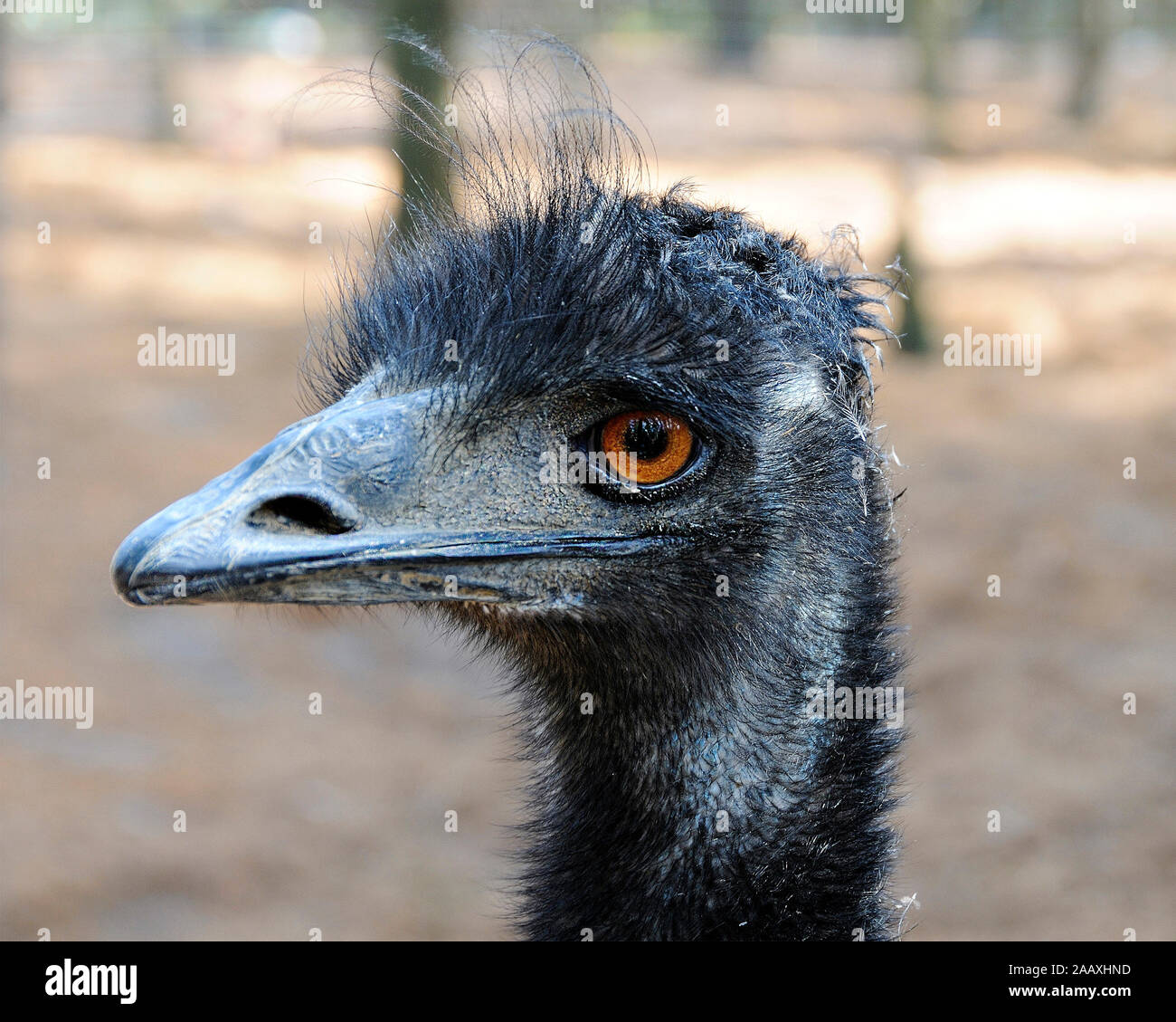 Emu bird head close-up profile view with big eyes, beak, bill, grey-brown shaggy plumage, head in its environment and surrounding. Stock Photo