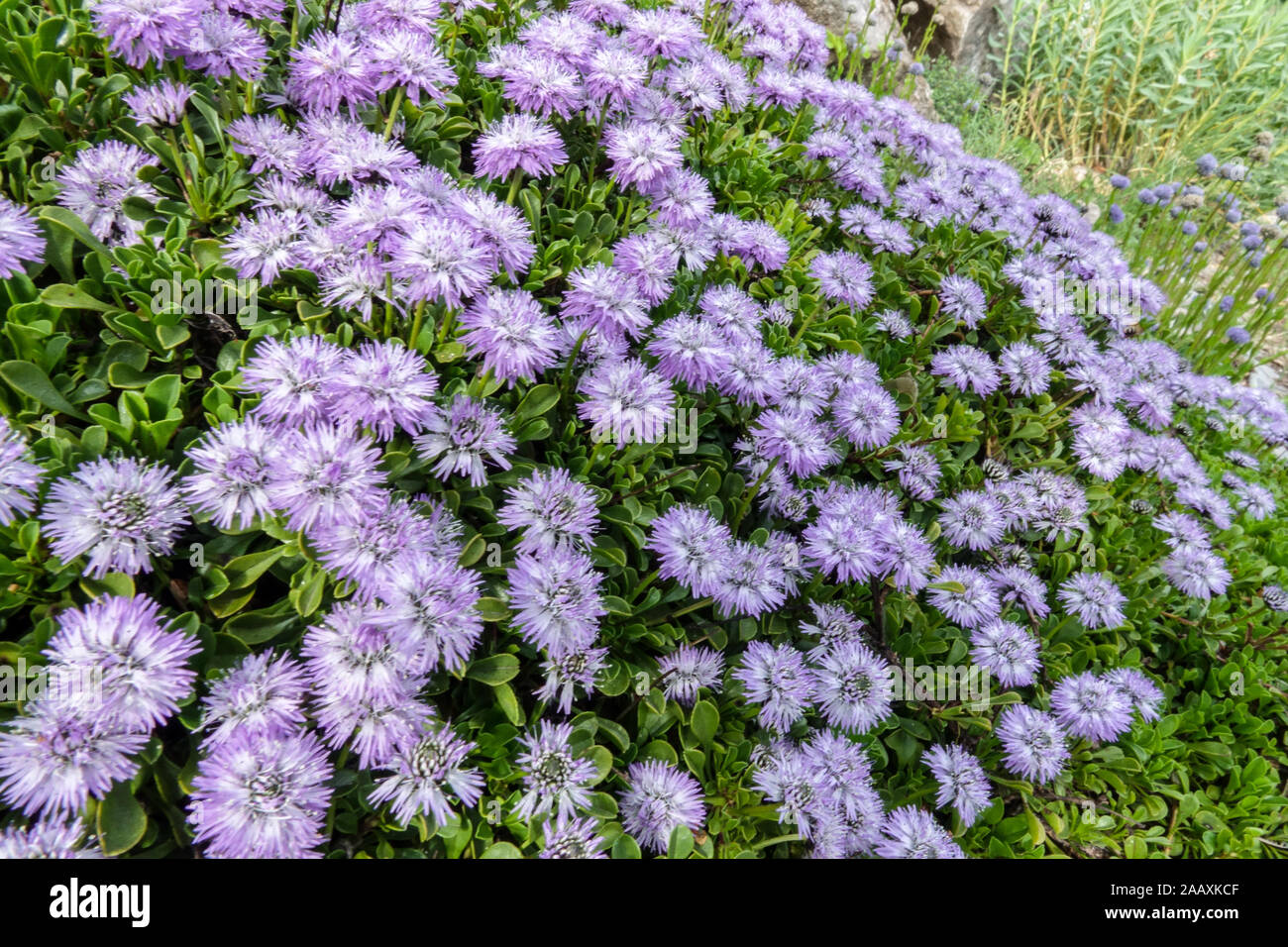 Globularia clump Stock Photo