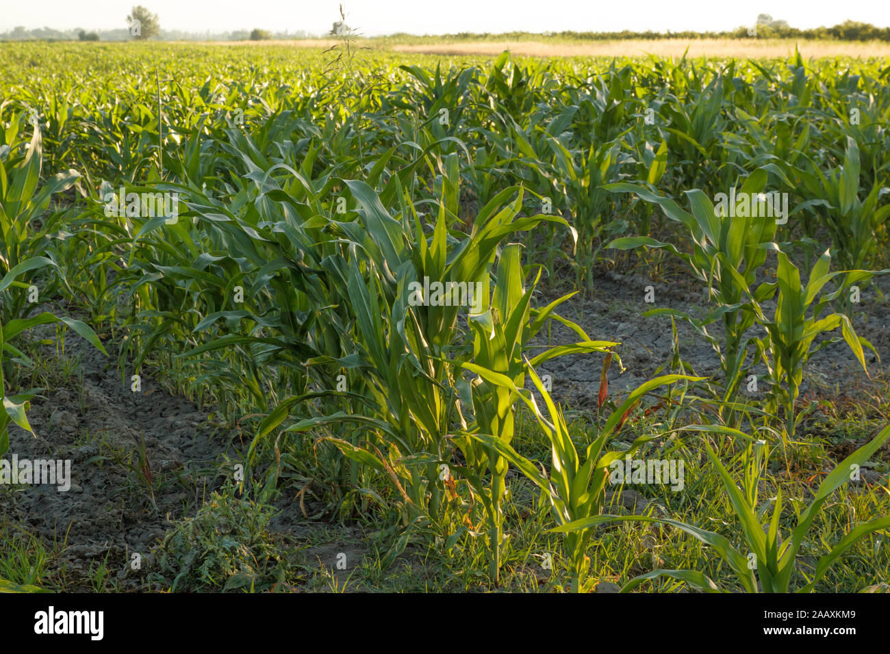 Planted corn field in the countryside Stock Photo Alamy