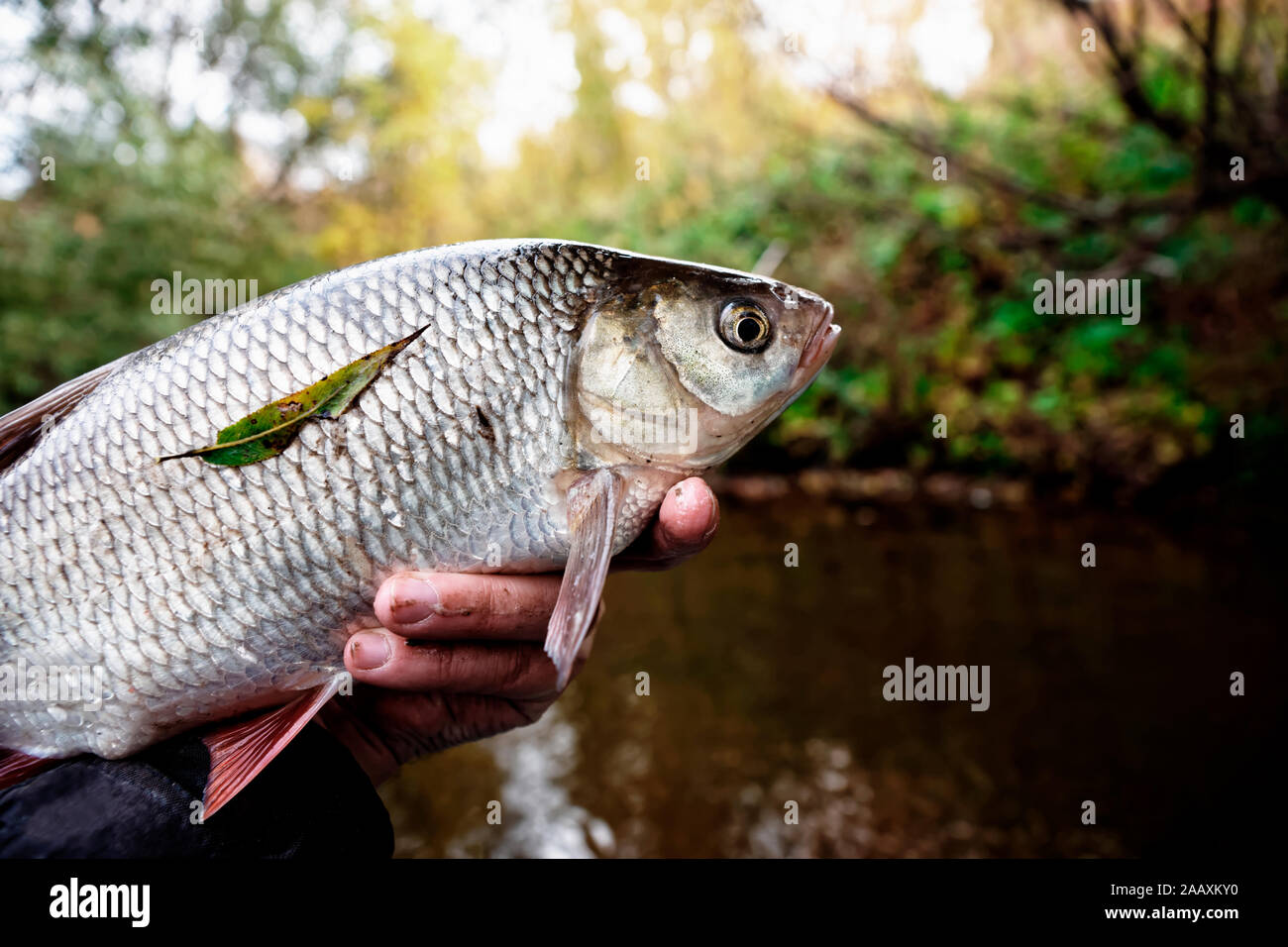 Big orfe in fisherman's hand, toned image Stock Photo
