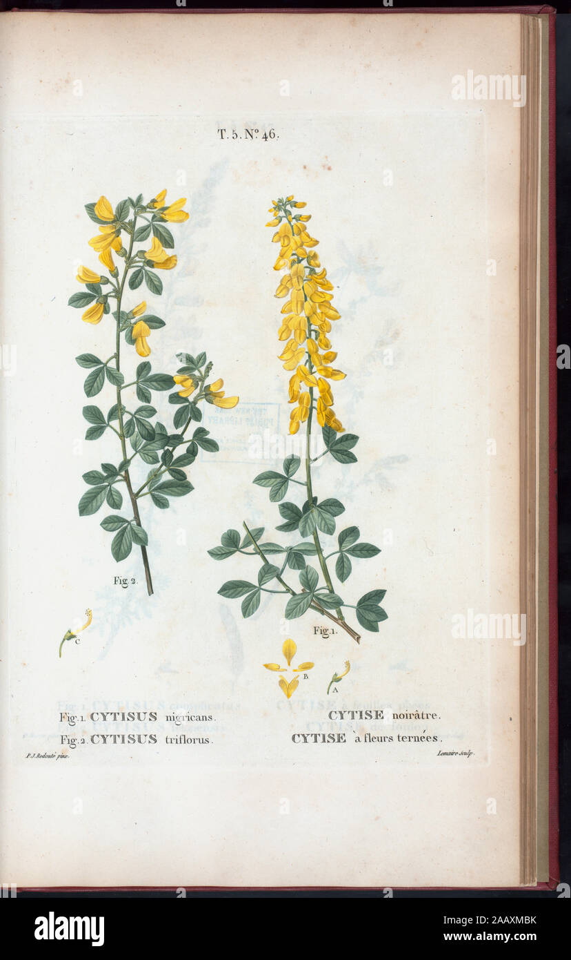 Fig 1 Cytisus nigricans - Cytise noirâtre Fig 2 Cytisus triflorus - Cytise à fleurs ternées (Yellow pea-flower) 'Rédigé par Mm. Veillard, Jaume-Saint-Hilaire, Mirbel, Poiret, et continuâe par M. Loiseleur-Deslongchamps.' Vol. 1 has engr. t.p. and half-title. Vol. 2 has edition statement: Nouv. âed., augm. de plus de  moitié pour le nombre des espáeces ... avec des figures d'aprés les dessins de P.-J. Redouté ...  Vol. 2-5 have imprint: Paris : Michel. Vol. 5 has title: Nouveau Duhamel, ou, Traité des arbres et  arbustes que l'on cultive en France / rédigé  par G.-L.-A. Loiseleur Deslongcham Stock Photo
