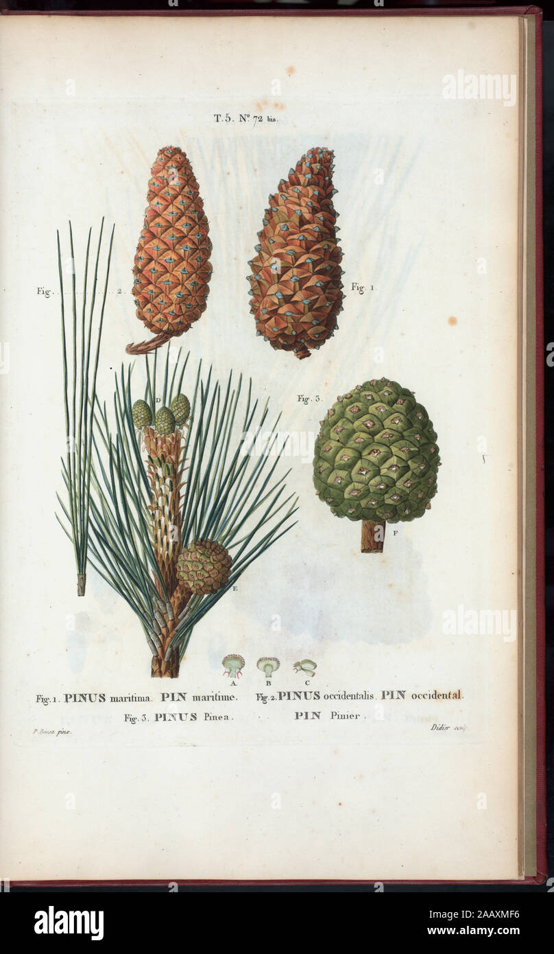 Fig 1 Pinus maritima (Pin maritime) Fig 2 Pinus occidentalis (Pin occidental) Fig 3 Pinus pinea (Pin pinier) (Maritime pine - Italian stone pine (edible nut pine)) 'Rédigé par Mm. Veillard, Jaume-Saint-Hilaire, Mirbel, Poiret, et continuâe par M. Loiseleur-Deslongchamps.' Vol. 1 has engr. t.p. and half-title. Vol. 2 has edition statement: Nouv. âed., augm. de plus de  moitié pour le nombre des espáeces ... avec des figures d'aprés les dessins de P.-J. Redouté ...  Vol. 2-5 have imprint: Paris : Michel. Vol. 5 has title: Nouveau Duhamel, ou, Traité des arbres et  arbustes que l'on cultive en Fr Stock Photo