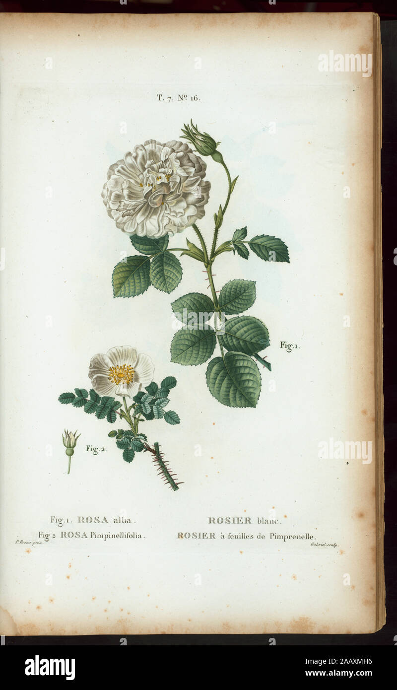 Fig 1 Rosa alba - Rosier blanc Fig Rosa Pimpinellifolia - rosier à feuilles de Pimprenelle (Alba Semi-Plena; White Rose of York - Scotch Rose, Burnet rose) 'Rédigé par Mm. Veillard, Jaume-Saint-Hilaire, Mirbel, Poiret, et continuâe par M. Loiseleur-Deslongchamps.' Vol. 1 has engr. t.p. and half-title. Vol. 2 has edition statement: Nouv. âed., augm. de plus de  moitié pour le nombre des espáeces ... avec des figures d'aprés les dessins de P.-J. Redouté ...  Vol. 2-5 have imprint: Paris : Michel. Vol. 5 has title: Nouveau Duhamel, ou, Traité des arbres et  arbustes que l'on cultive en France / Stock Photo
