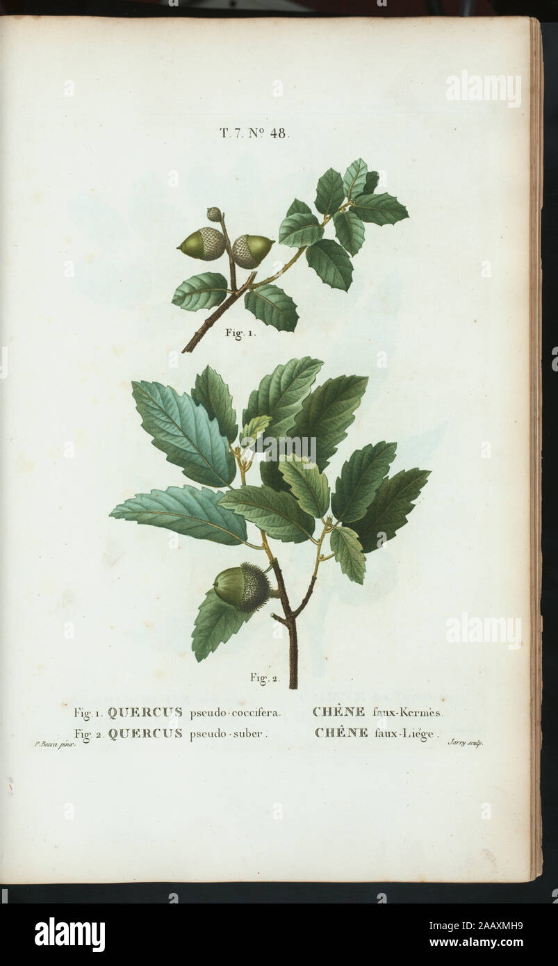 Fig 1 Quercus pseudo-coccifera - Chéne faux-Kermés Fig 2 Quercus pseudo-suber (Abraham's Oak - False Cork Oak) 'Rédigé par Mm. Veillard, Jaume-Saint-Hilaire, Mirbel, Poiret, et continuâe par M. Loiseleur-Deslongchamps.' Vol. 1 has engr. t.p. and half-title. Vol. 2 has edition statement: Nouv. âed., augm. de plus de  moitié pour le nombre des espáeces ... avec des figures d'aprés les dessins de P.-J. Redouté ...  Vol. 2-5 have imprint: Paris : Michel. Vol. 5 has title: Nouveau Duhamel, ou, Traité des arbres et  arbustes que l'on cultive en France / rédigé  par G.-L.-A. Loiseleur Deslongchamps Stock Photo