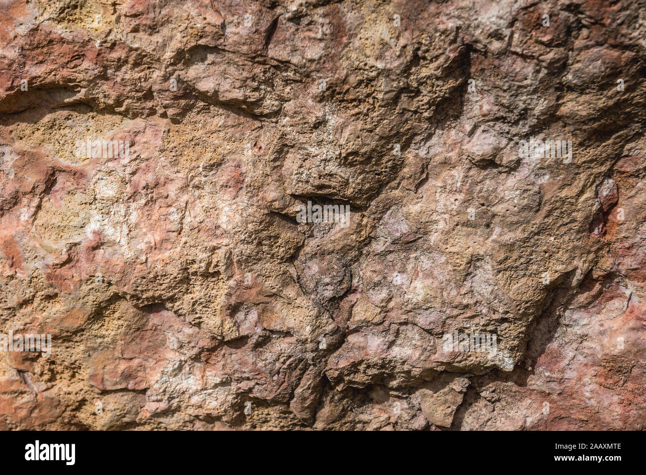 Close up on a Paleozoic limestones rocks in Dylewo Hills Landscape Park