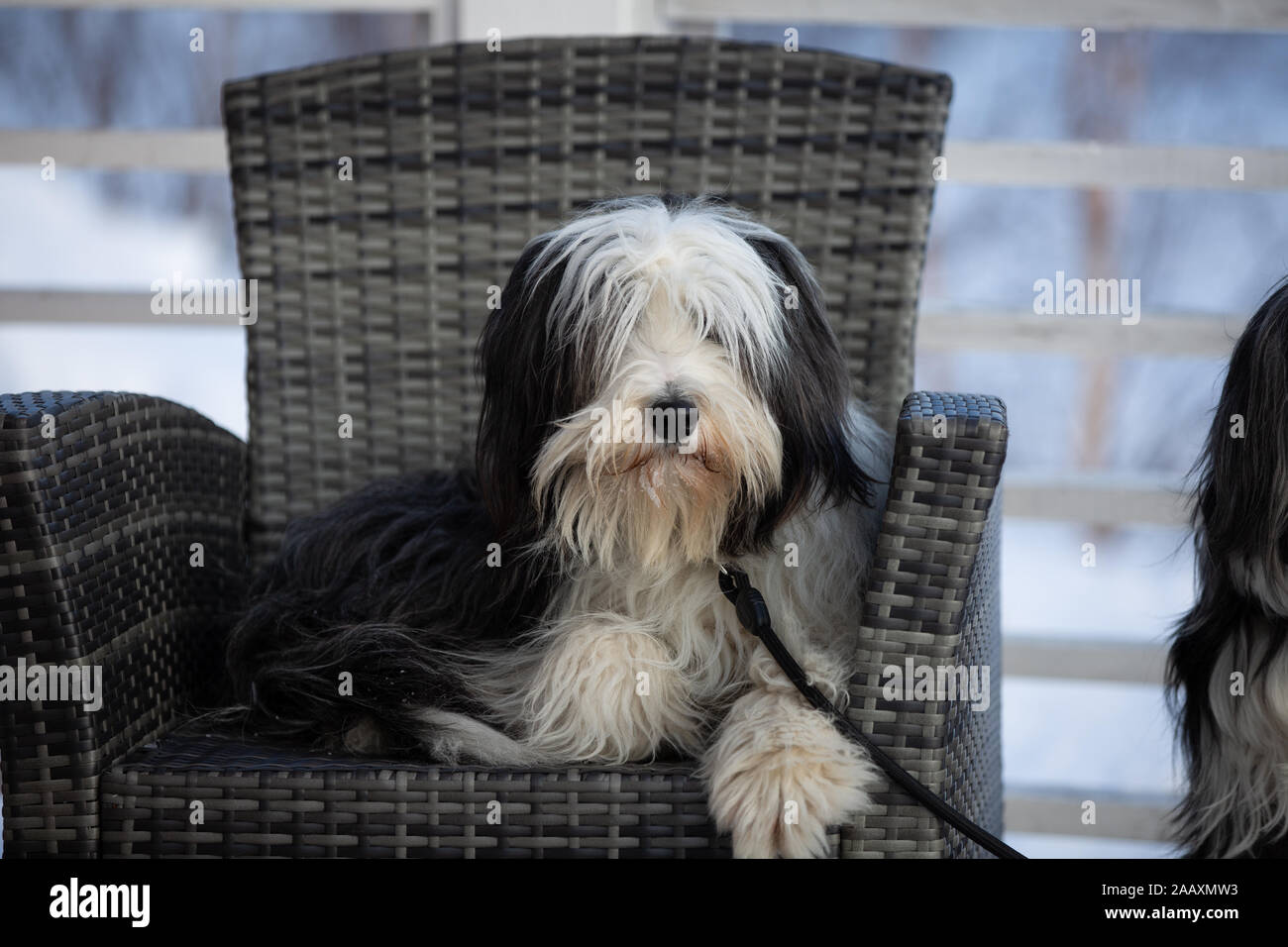 Sitting on chair dog is waiting his owner Stock Photo - Alamy