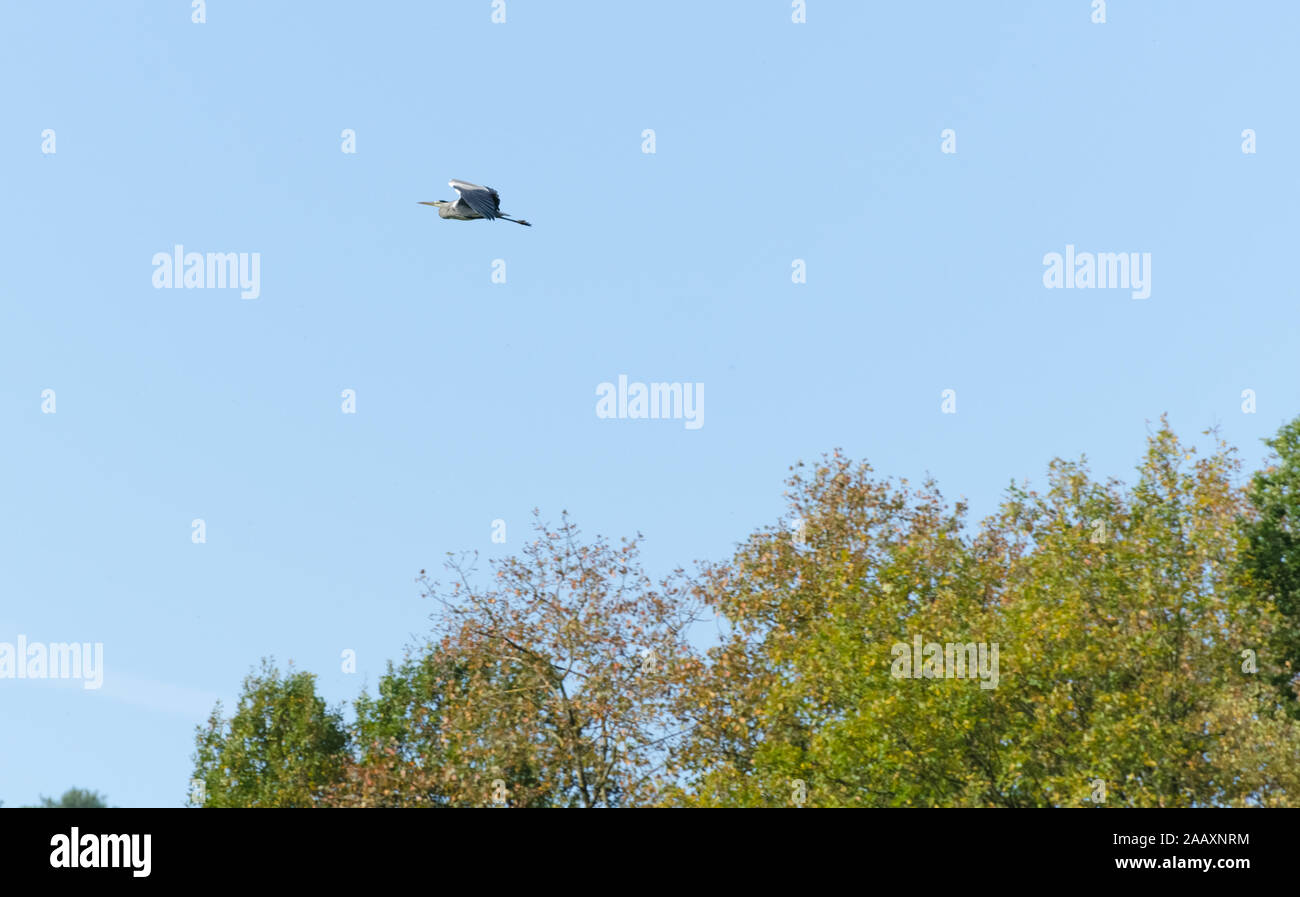 Grey heron, Ardea cinerea, flying in the air above a forest in Germany, Western Europe Stock Photo