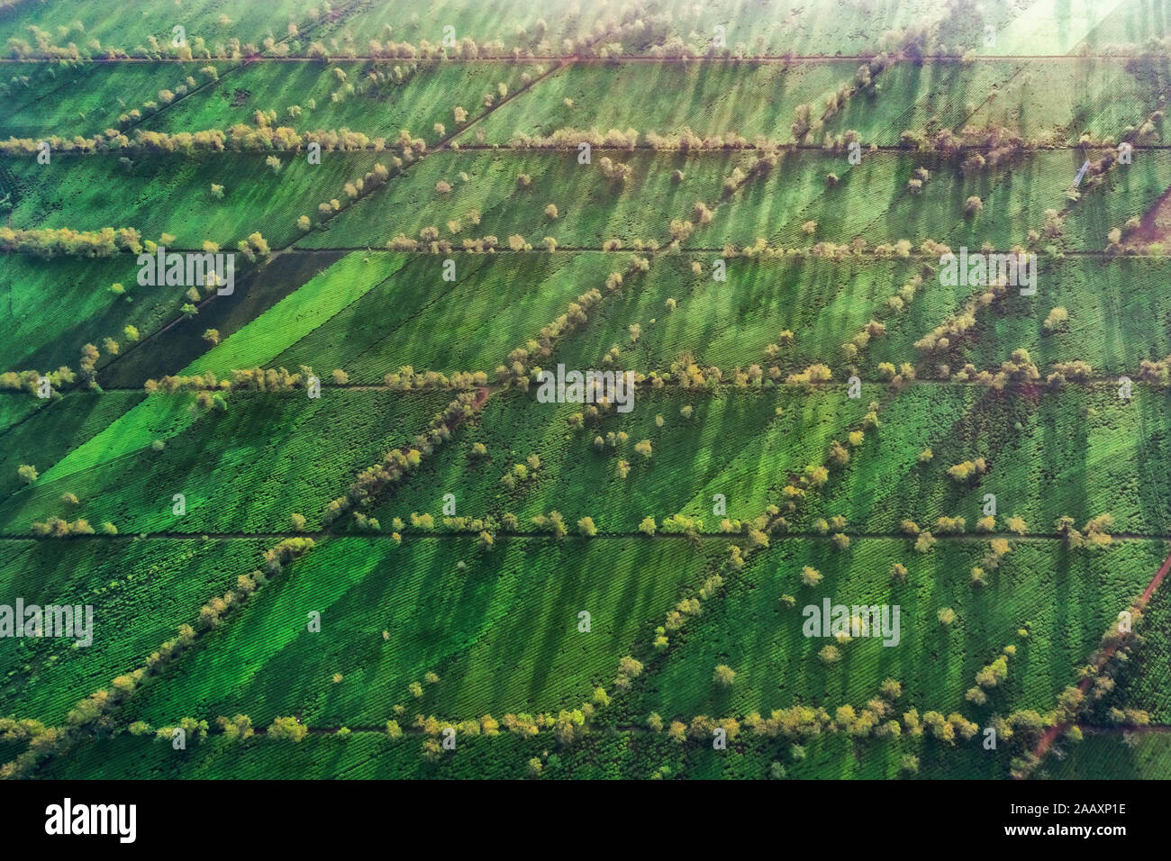 Aerial view of ' Bien Ho Che ' or ' Bien Ho ' tea hill, Gia Lai, Vietnam. Royalty high-quality free stock image landscape of tea hill in Vietnam Stock Photo