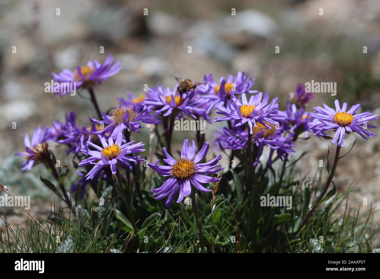 flowers with unsharp stone background Stock Photo