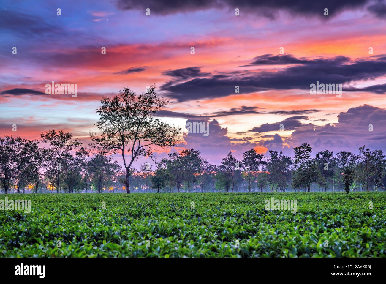 Aerial view of ' Bien Ho Che ' or ' Bien Ho ' tea hill, Gia Lai, Vietnam. Royalty high-quality free stock image landscape of tea hill in Vietnam Stock Photo