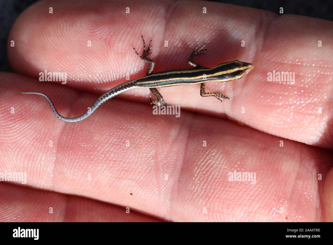 A Small lizard with a black body and yellow stripes Cryptoblepharus  egeriae. Bright blue tail. Small skink climbs on fingers of human hand  Stock Photo - Alamy