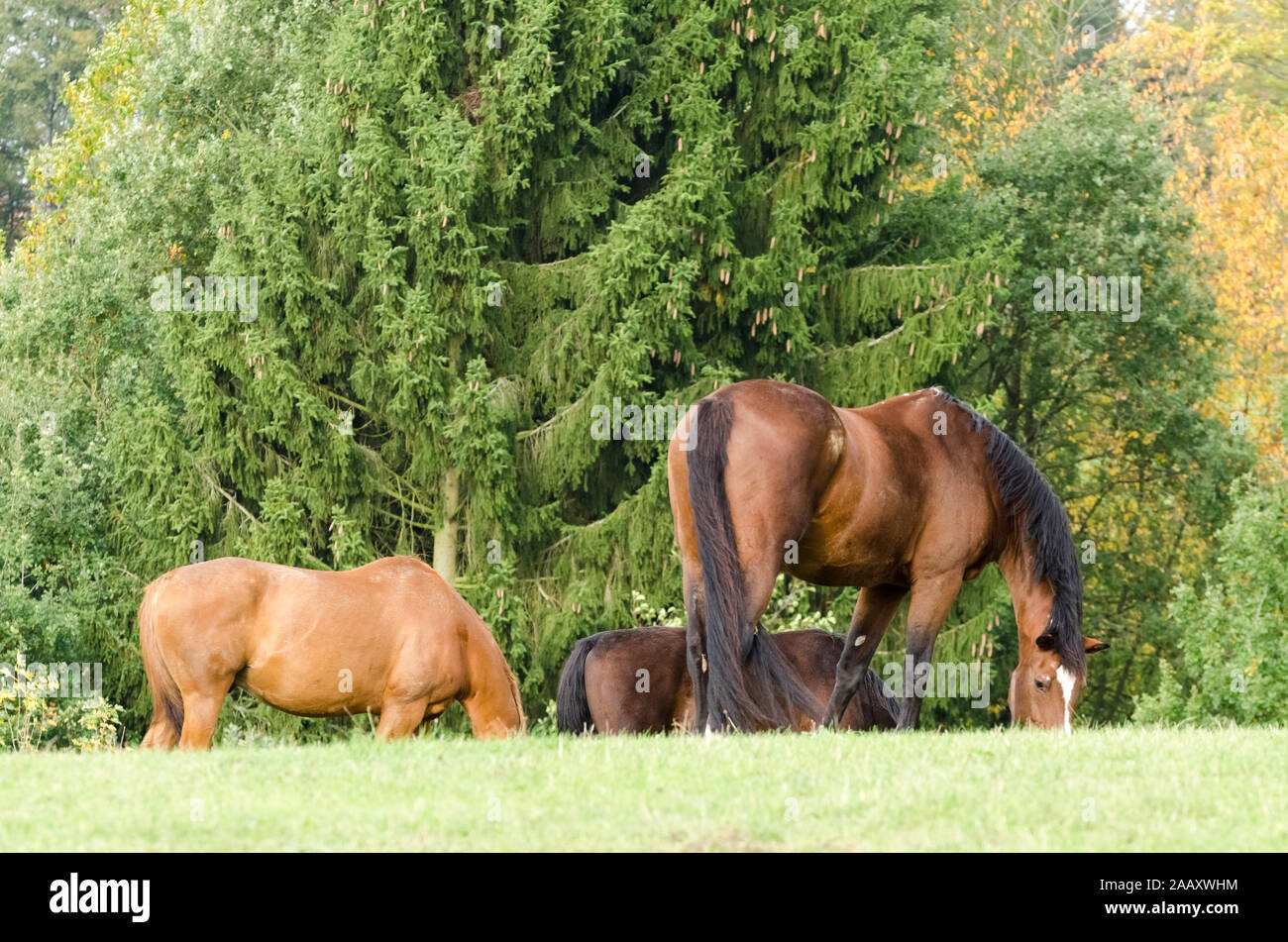 Equus ferus caballus, grazing domestic horse on a pasture in the countryside in Germany Stock Photo