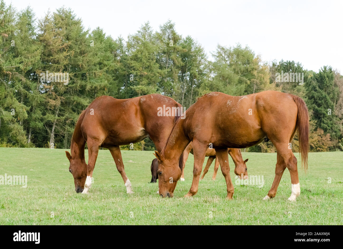 Equus ferus caballus, grazing domestic horse on a pasture in the countryside in Germany Stock Photo