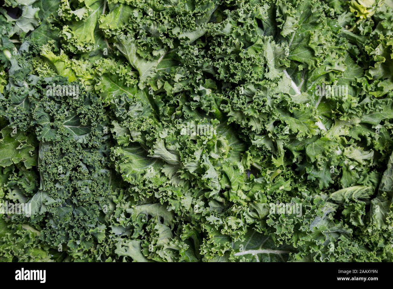 Curly cabbage background. Copy space for text with kale around. Top view, flat lay Stock Photo