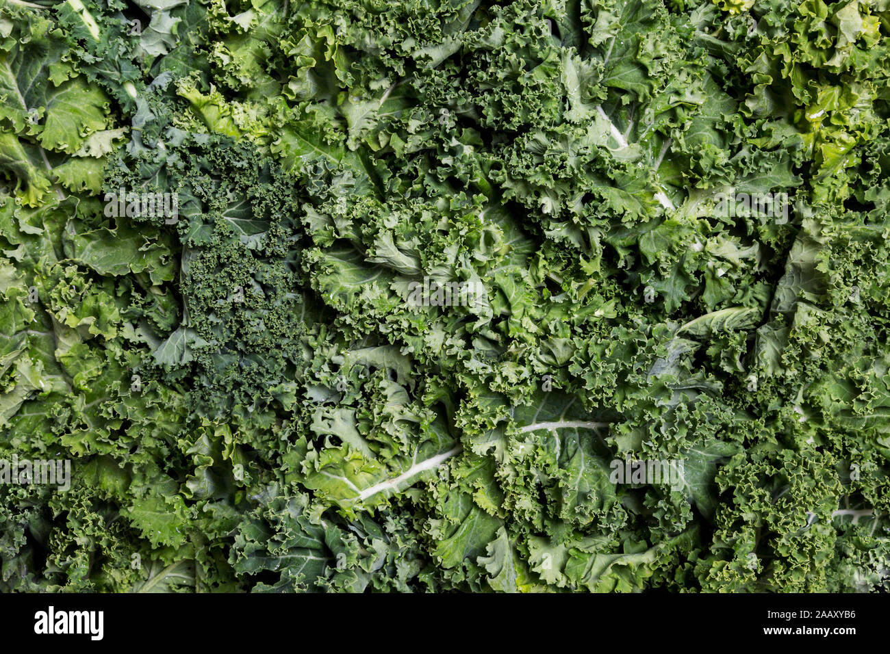Curly kale as backdrop. Fresh curly cabbage flat lay for text or logo. Concept of top view background Stock Photo
