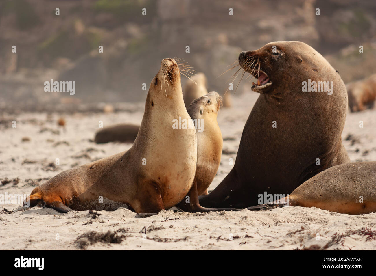 Sea Lion at Seal Bay Kangaroo Island Australia Stock Photo Alamy