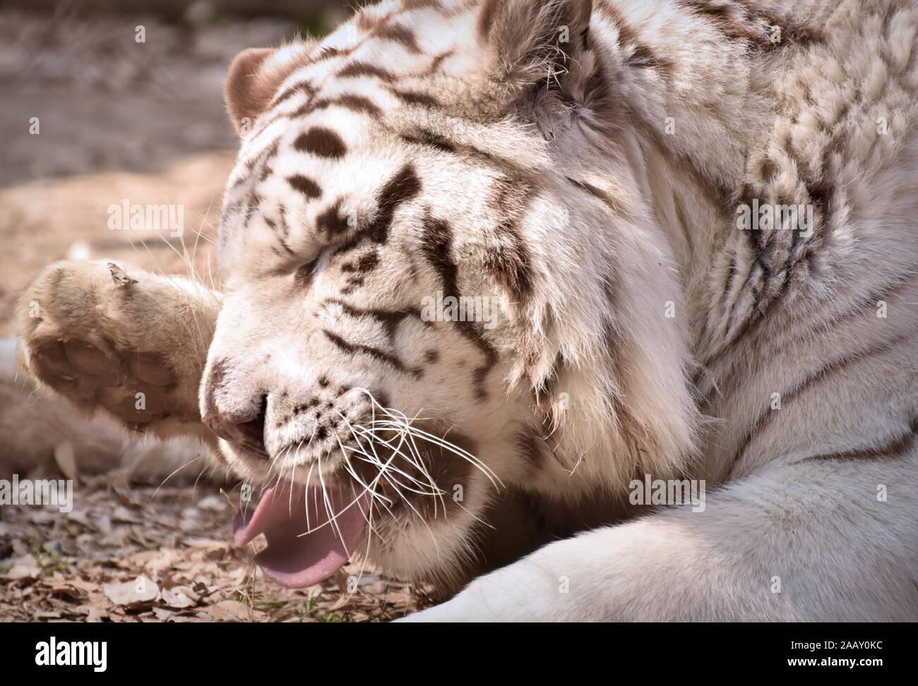 White bengal tiger rolling tongue Stock Photo