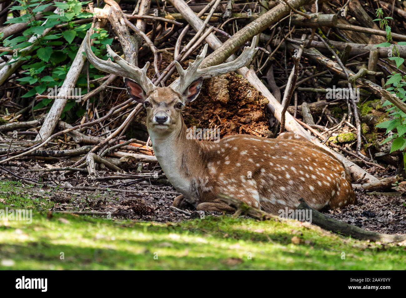 The fallow deer, Dama mesopotamica is a ruminant mammal Stock Photo