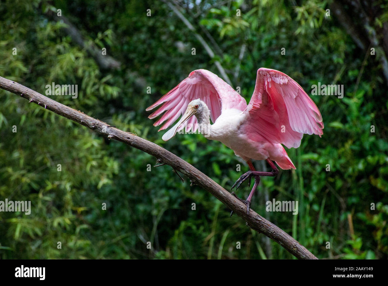 Discovering Florida's unique wildlife observing Roseate Spoonbill in the Everglades National Park Stock Photo