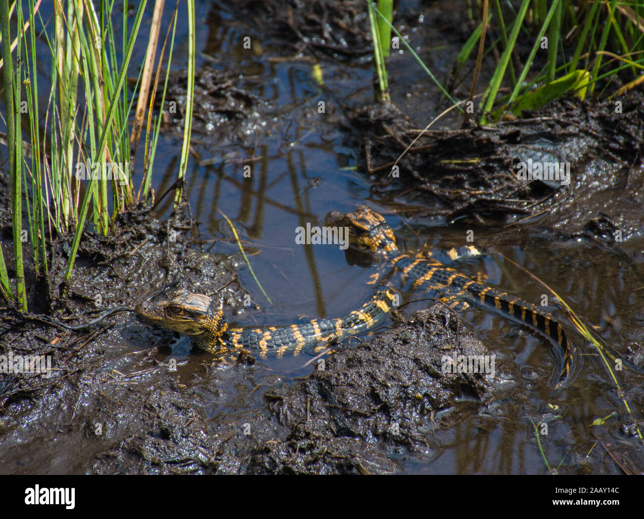 Discovering Florida's wildlife : baby alligators Stock Photo
