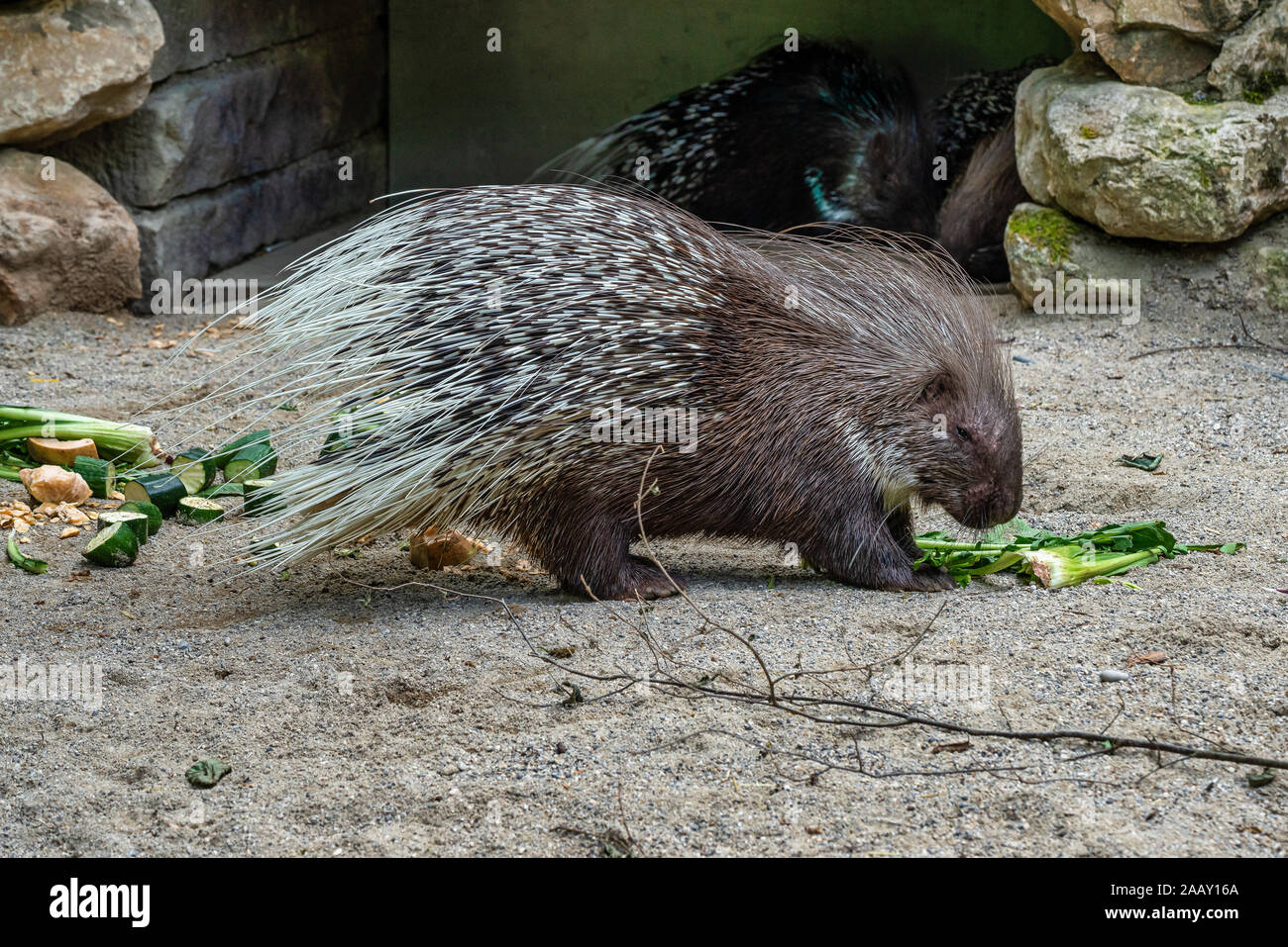 Indian crested Porcupine, Hystrix indica in a german zoo Stock Photo