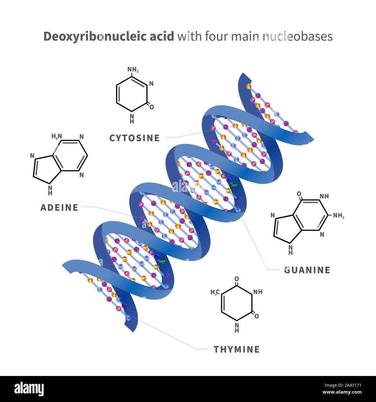 Bright detailed Deoxyribonucleic acid with four main nucleobases, infographic isolated on white Stock Vector