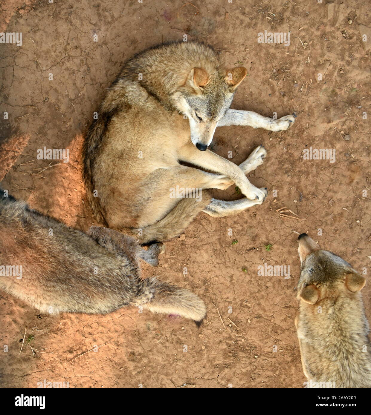 Looking down at three wolves playing while lying on the ground Stock Photo