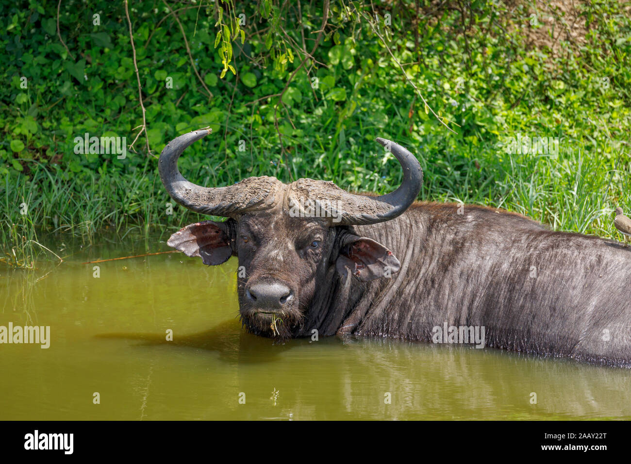 African Cape buffalo, Syncerus caffer, wallows in water in the Kazinga Channel by Lake Edward in
