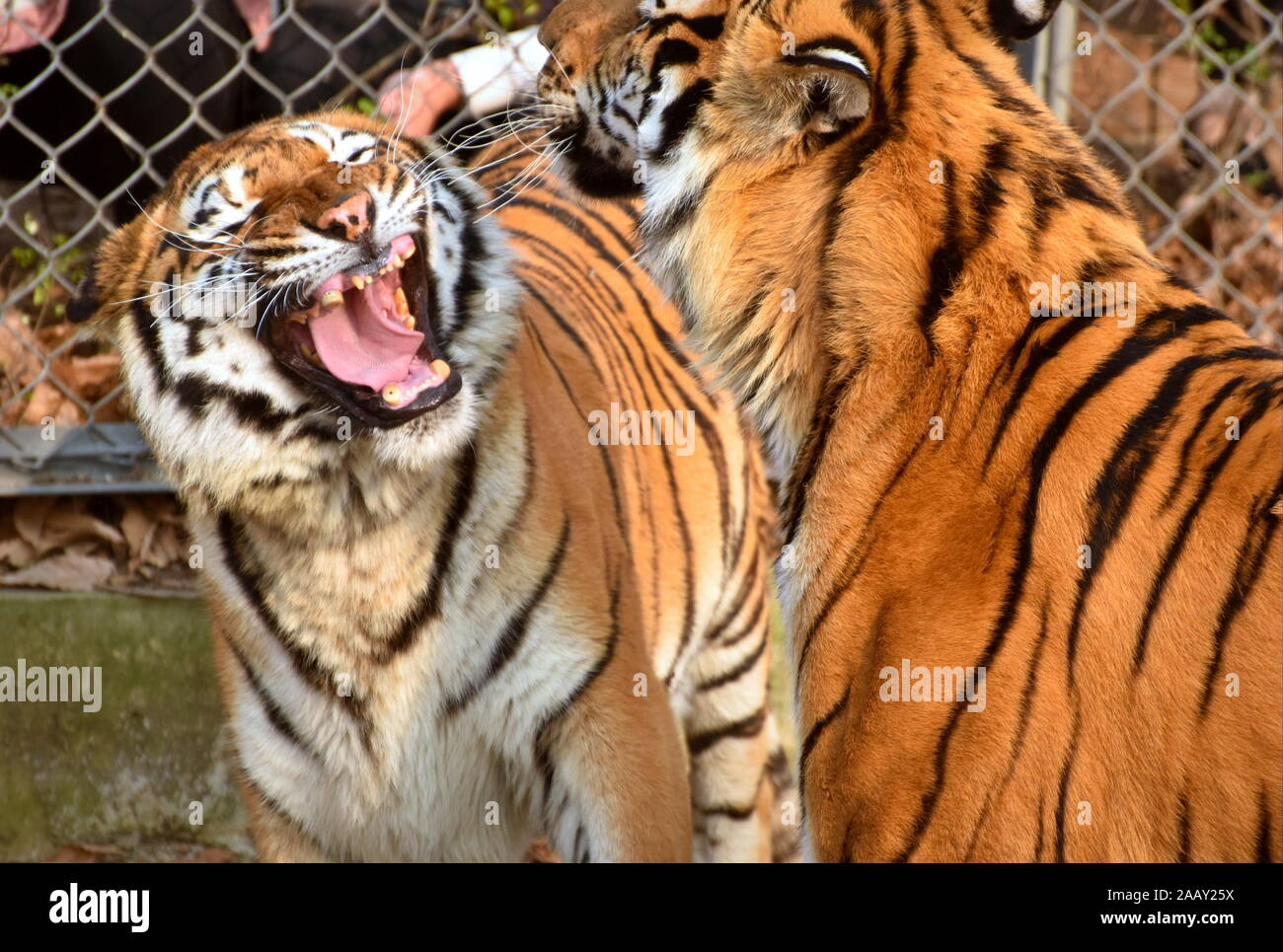 Couple of tigers roaring and quarreling Stock Photo
