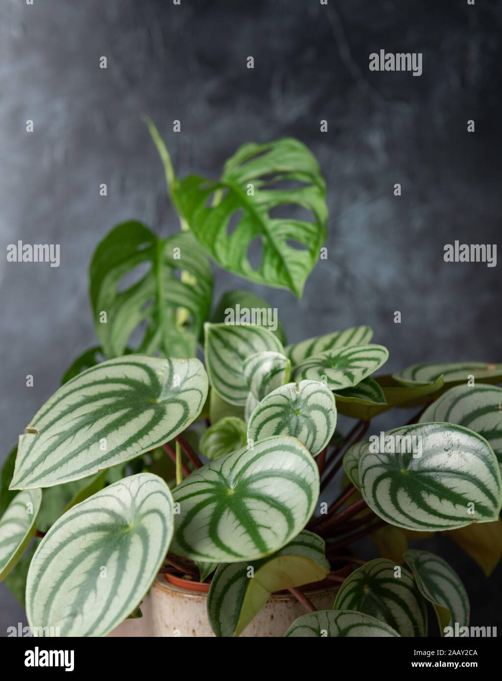 Rare Tropical Plants Arrangement In An Interior Stock Photo