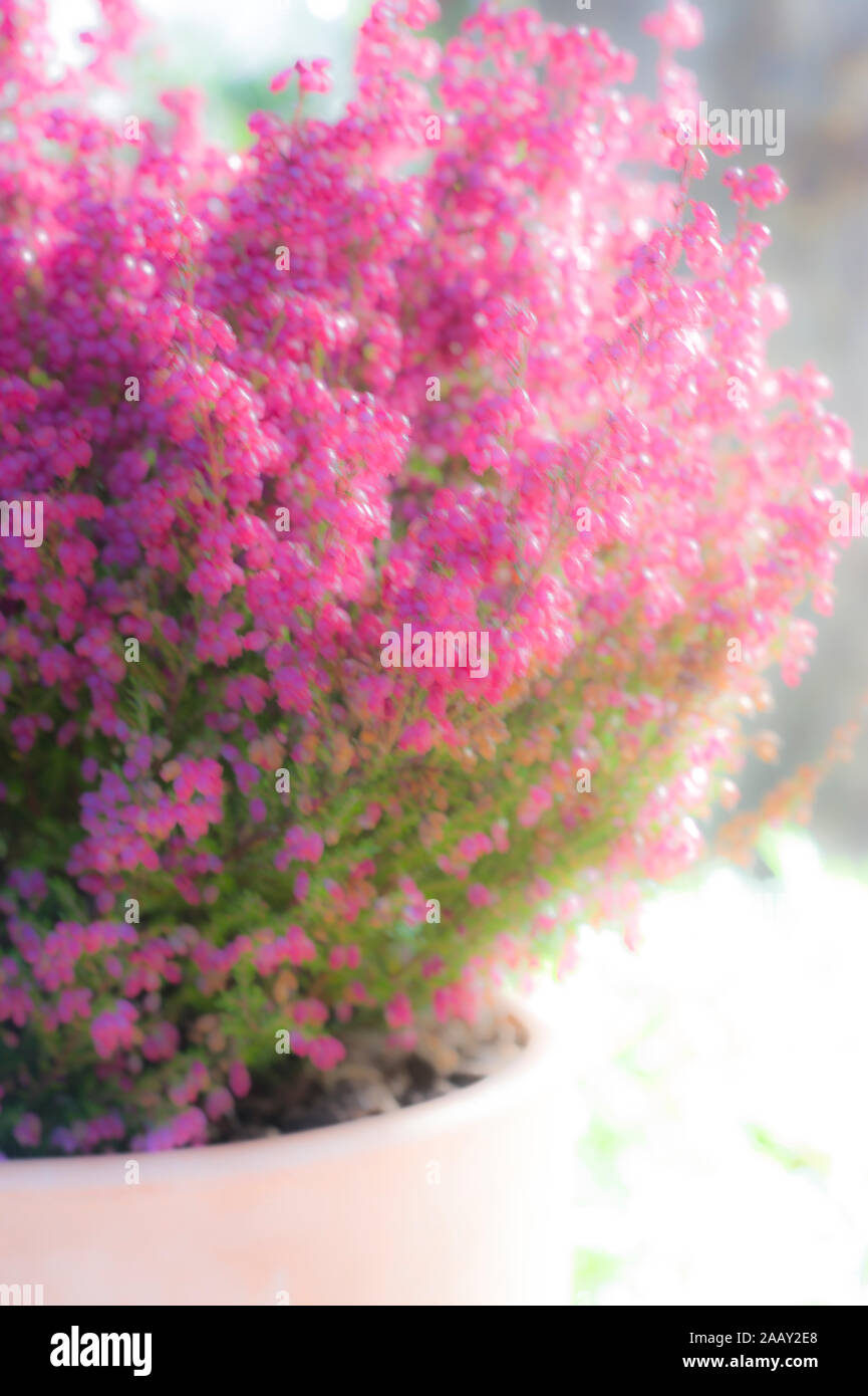 Detail Of Flowering Heather Stock Photos Detail Of Flowering