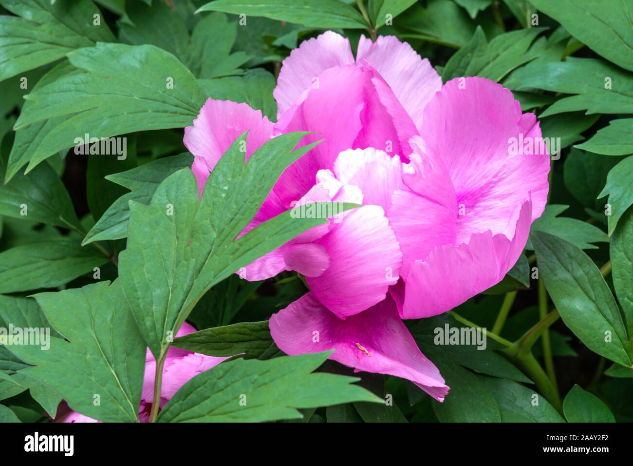 Chinese tree pink Peony flower Paeonia x suffruticosa 'Shi Yuan Bai' Light Pink Peony flower Stock Photo