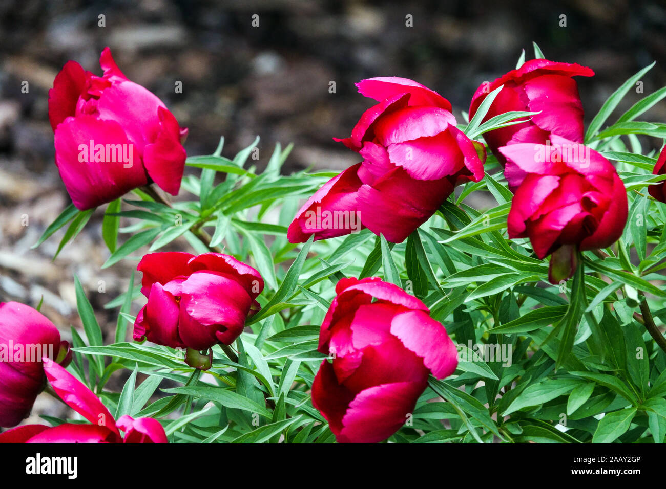 Hybrid Fern Leaf Peony Paeonia 'Early Scout' Stock Photo