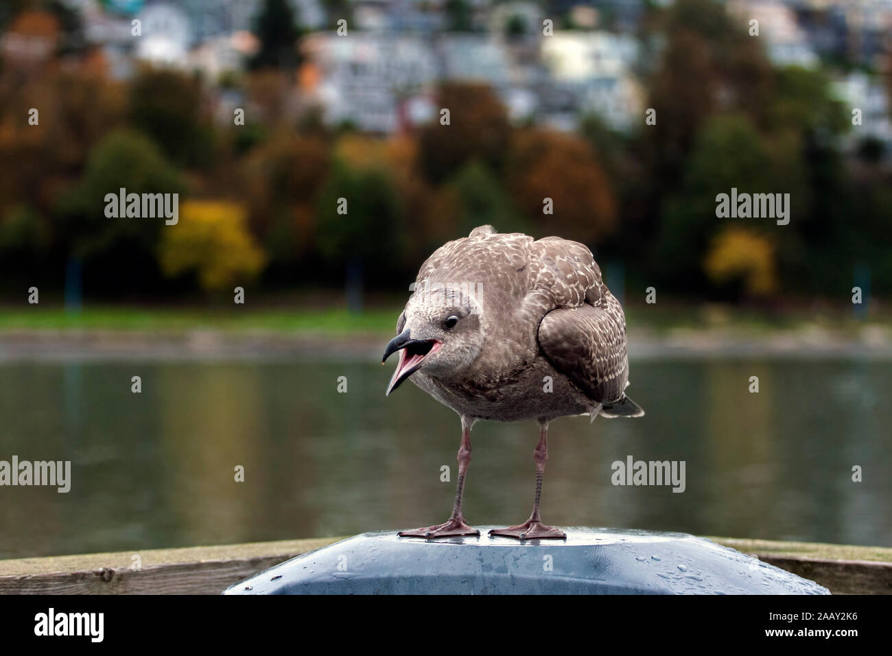 Seagull with wide opened beak, looks like assertive talker or aggressive speaker Stock Photo