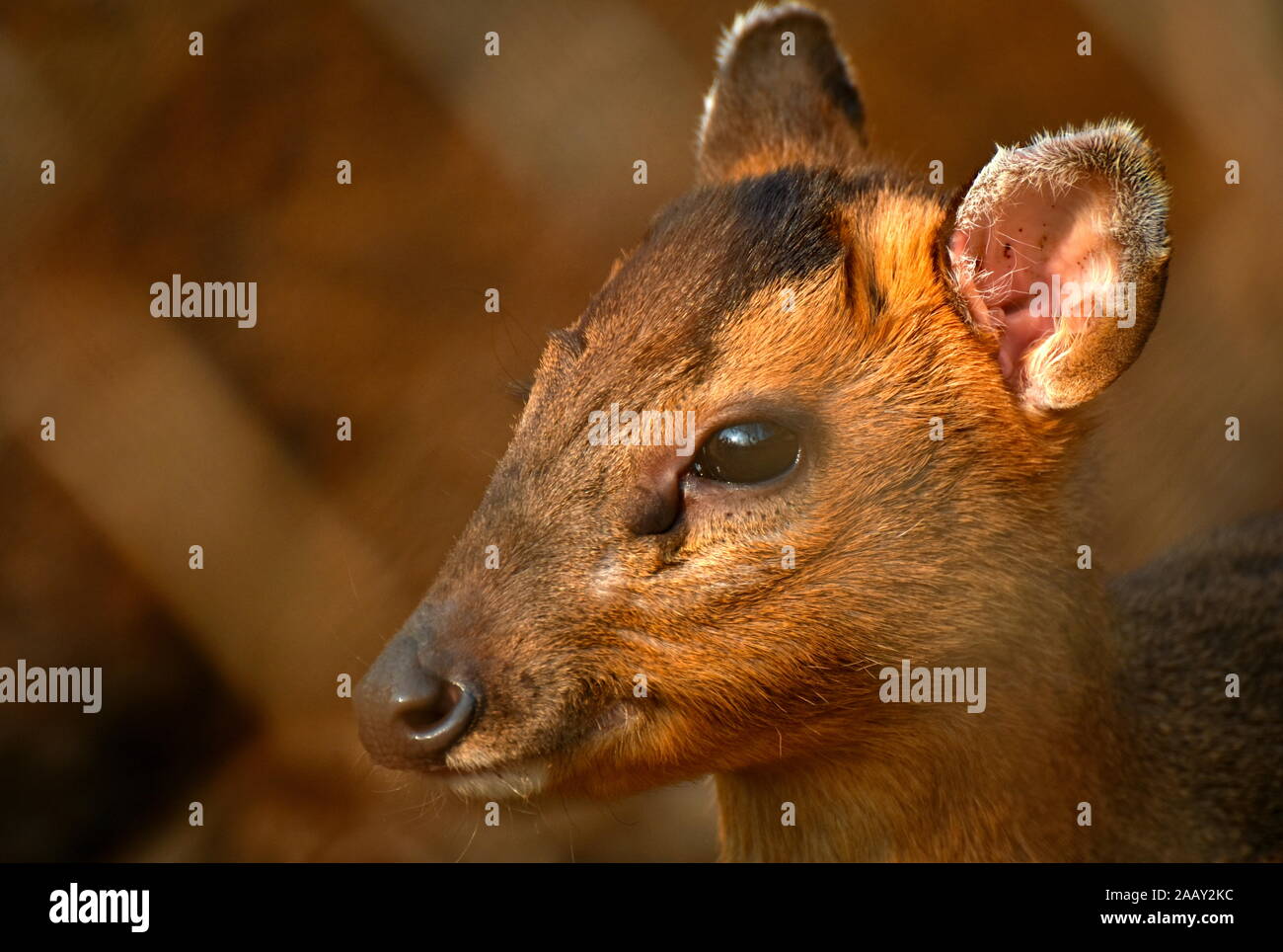 Young Muntjac deer side face portrait Stock Photo