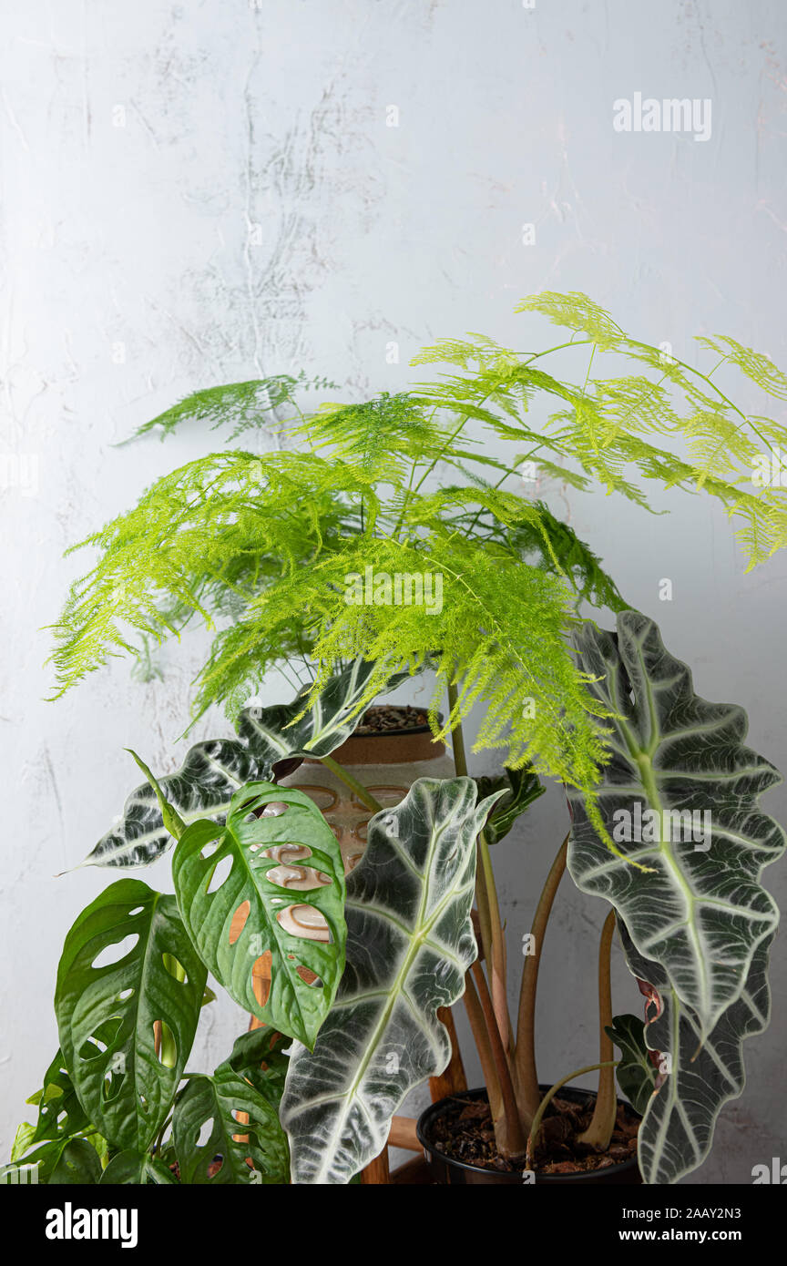 tropical plants composition in an interior Stock Photo