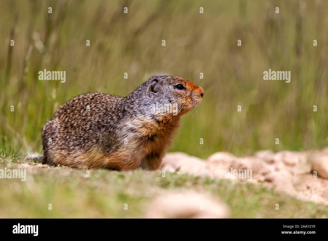 Columbian ground squirrel sitting near its burrow in E. C. Manning Provincial Park, southern interior, British Columbia, Canada. Stock Photo