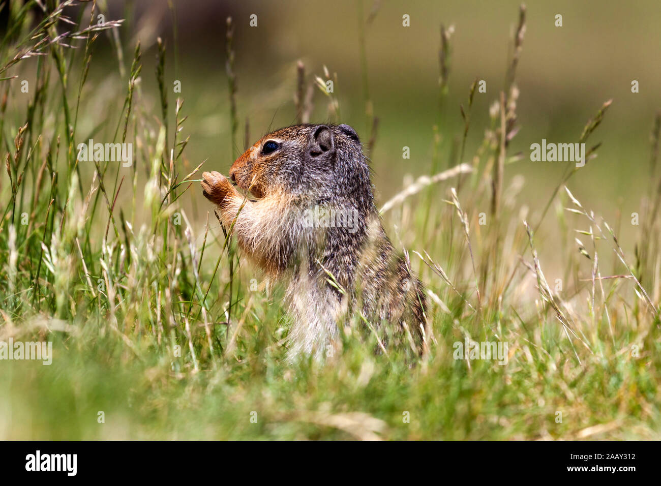 Columbian ground squirrel sitting near its burrow in E. C. Manning Provincial Park, southern interior, British Columbia, Canada. Stock Photo