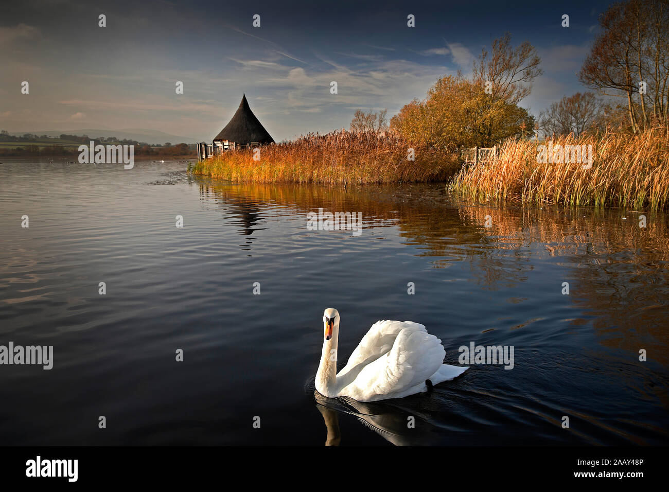 Lake and calm water with swan in foreground and ancient cranog wooden hut in evening light in background Stock Photo