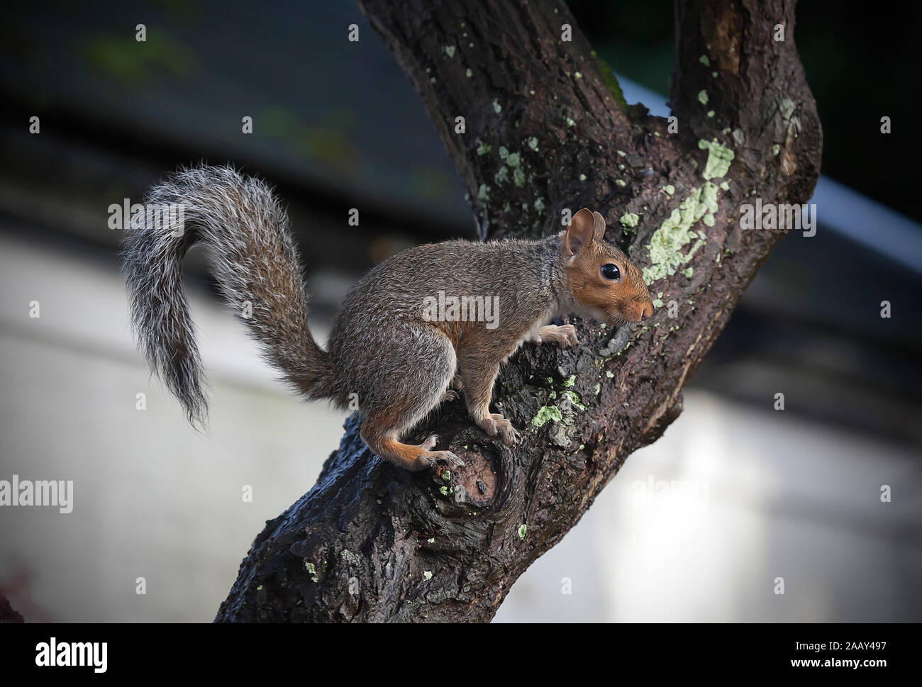 Grey squirrel ( Sciurus carolinensis ) on tree trunk closeup Stock Photo