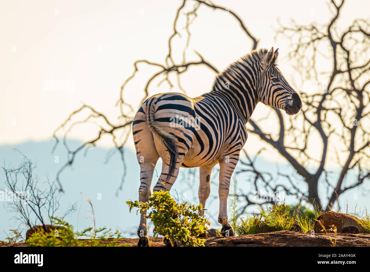 Africa sunset plains zebra hi-res stock photography and images - Alamy