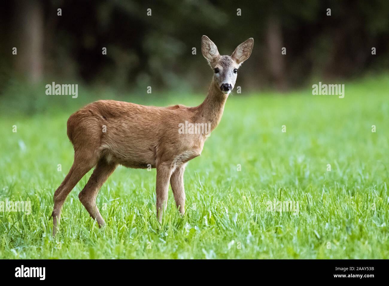 A roe standing on a clearing, late in the evening, searching for some food. In Styria in Austria Stock Photo