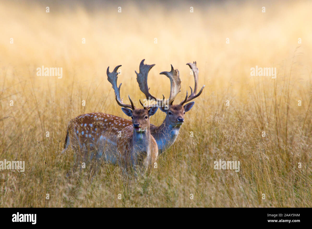 Damhirsche im gelben Gras Stock Photo