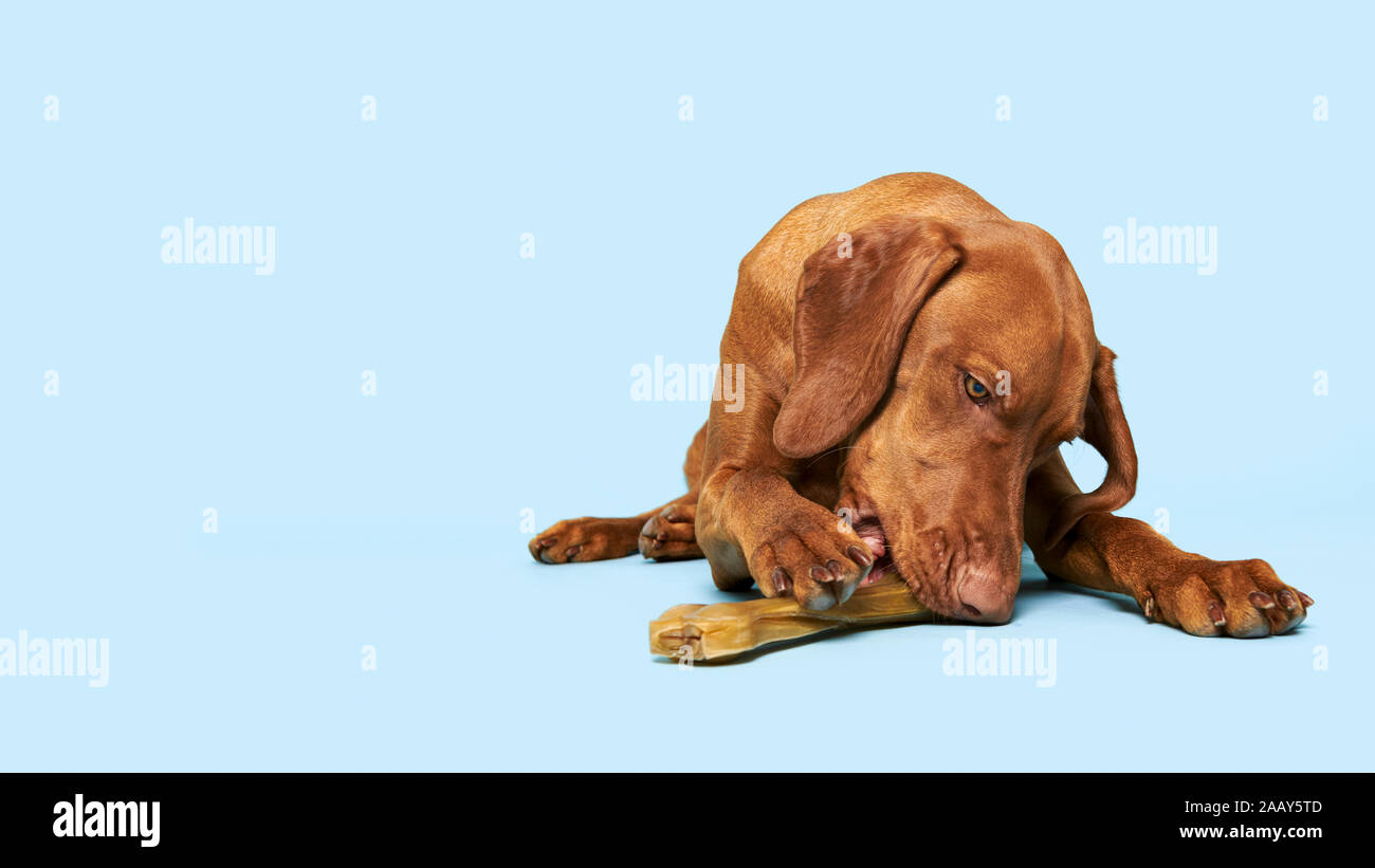 natural chew bones for dogs