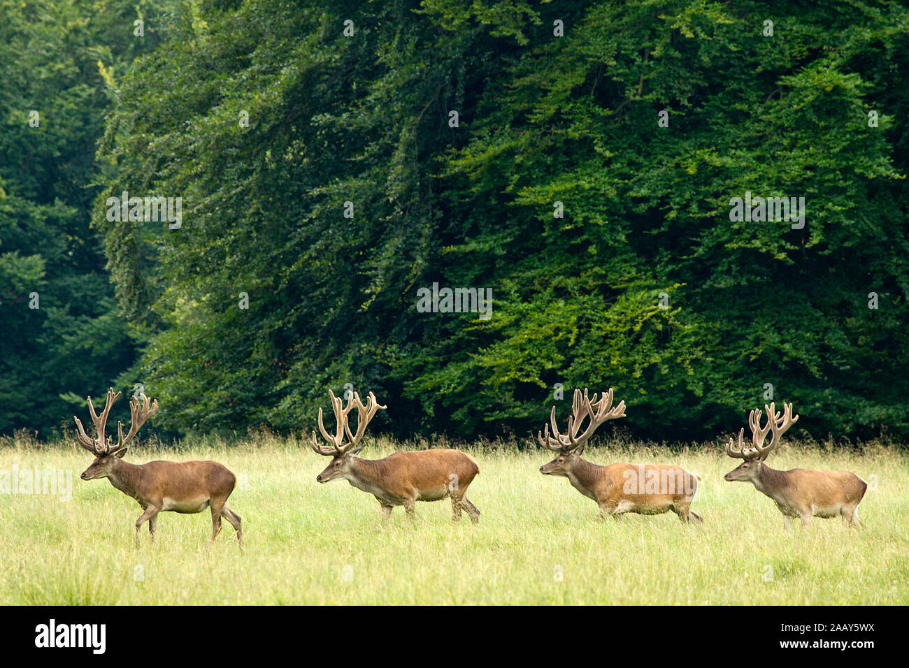 Rothirsch-Rudel ziehend in der Wiese am Waldrand Daenemark Stock Photo